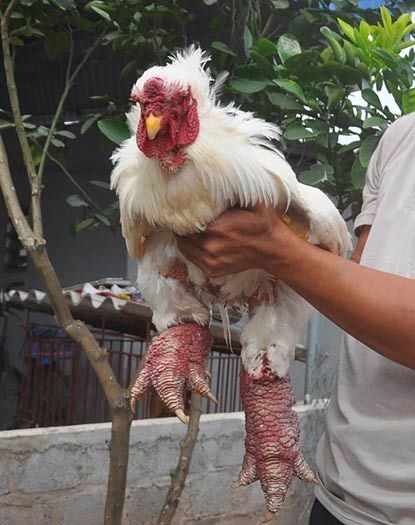 Chủ trại gà Đông Tảo tiết lộ bí quyết luyện gà “nghìn đô” 15