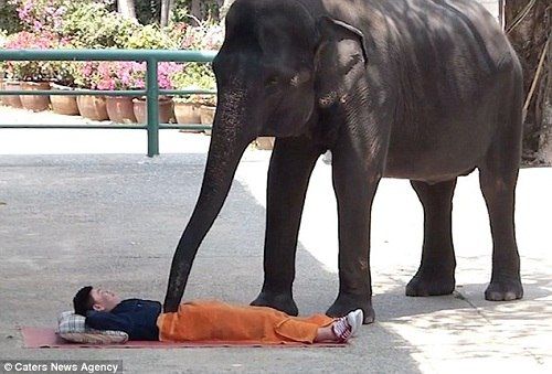 "Đỏ mặt" và giật mình vì massage voi ở Thái Lan 3