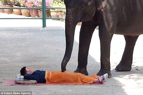 "Đỏ mặt" và giật mình vì massage voi ở Thái Lan 12