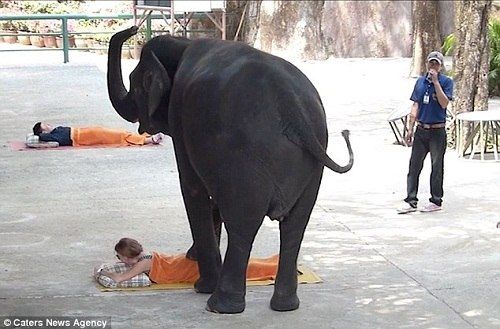 "Đỏ mặt" và giật mình vì massage voi ở Thái Lan 9
