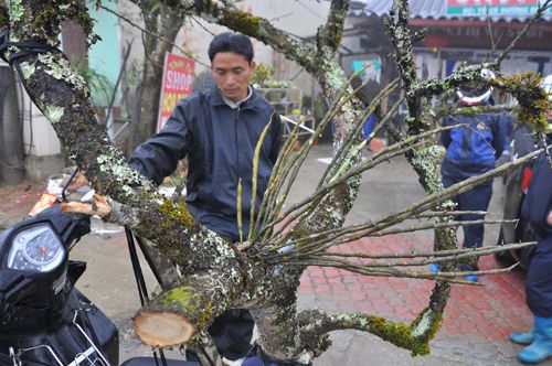 Đào rừng cổ thụ có 21 nhánh lan ký sinh có giá chục triệu đồng 3