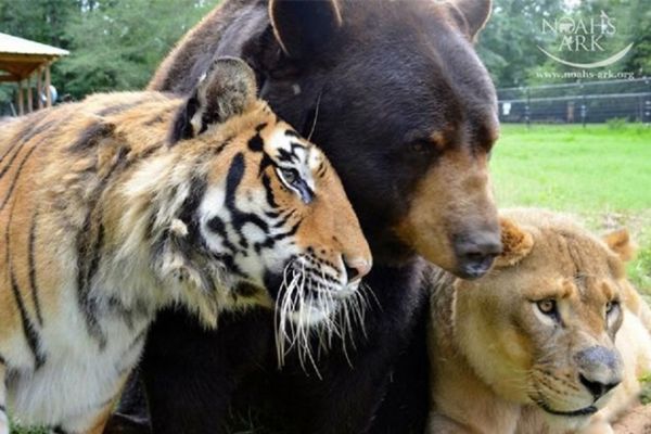 Tình bạn kỳ lạ giữa các loài động vật (kỳ 2) 5