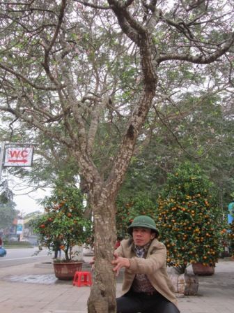 Cây đào đại thụ núi Ngàn Nưa được rao giá 70 triệu đồng 3