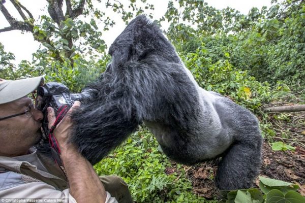 Khỉ đột say xô ngã nhiếp ảnh gia trong rừng 4