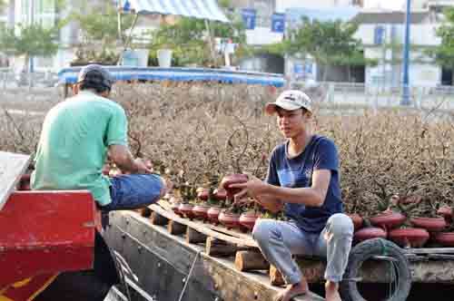 Sài Gòn rực rỡ sắc hoa ngày cận Tết 57