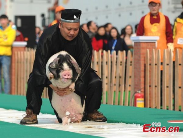 Cuộc thi bế lợn tại Trung Quốc 3