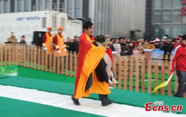 Cuộc thi bế lợn tại Trung Quốc 5