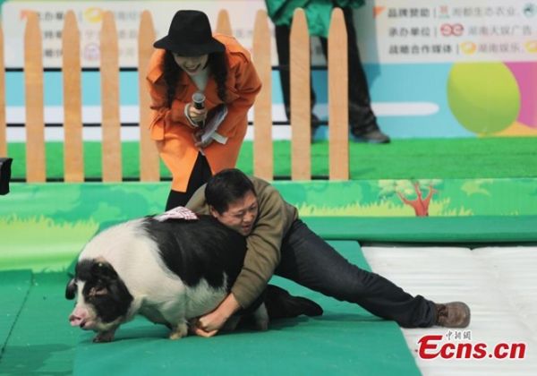 Cuộc thi bế lợn tại Trung Quốc 2