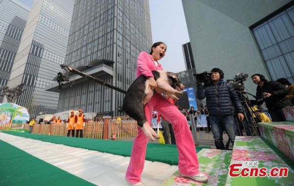 Cuộc thi bế lợn tại Trung Quốc 6
