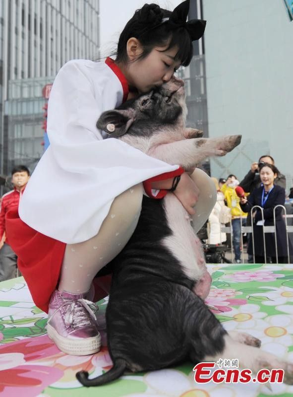 Cuộc thi bế lợn tại Trung Quốc 4