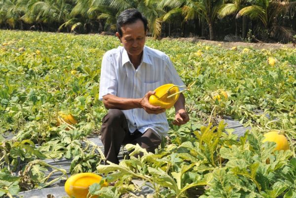 Cầm nửa tỷ đồng không mua được 150 cặp dưa hấu thỏi vàng 3