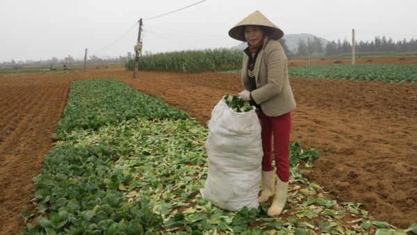 Rau rẻ như bèo, nông dân nuốt nước mắt bỏ rau tại ruộng 14