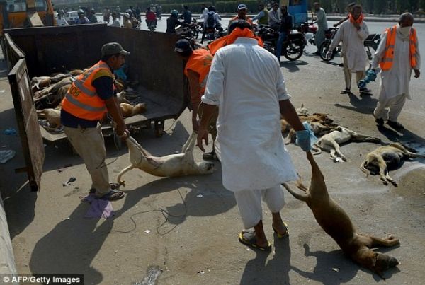 Hàng trăm xác chó vô chủ nằm trên đường ở Pakistan 4