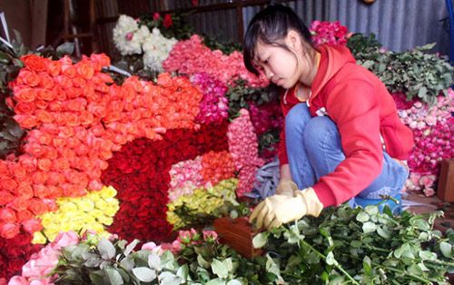 Hoa hồng Đà Lạt tăng giá gấp 5 lần trước Valentine 12