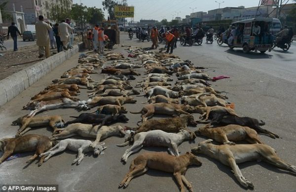 Hàng trăm xác chó vô chủ nằm trên đường ở Pakistan 2