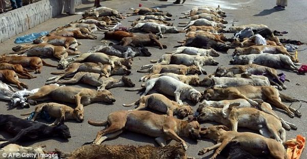 Hàng trăm xác chó vô chủ nằm trên đường ở Pakistan 3