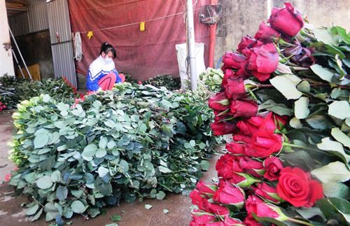 Hoa hồng Đà Lạt tăng giá gấp 5 lần trước Valentine 6