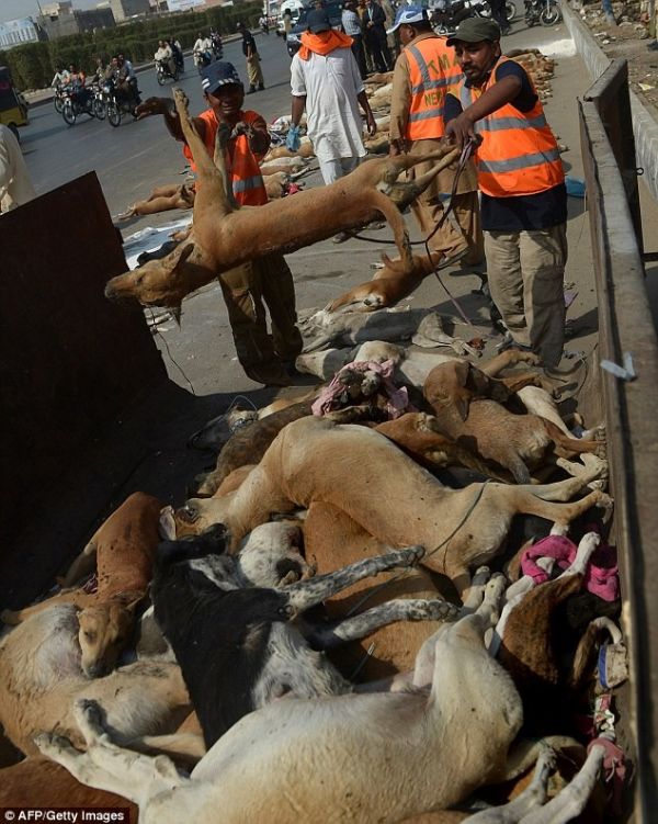 Hàng trăm xác chó vô chủ nằm trên đường ở Pakistan 5