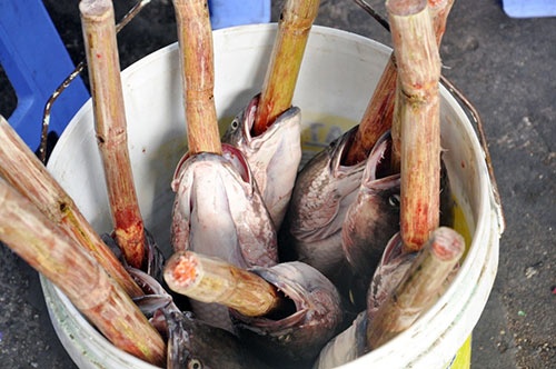 Người Sài Gòn đổ xô đi mua cá lóc nướng cúng Thần Tài 8