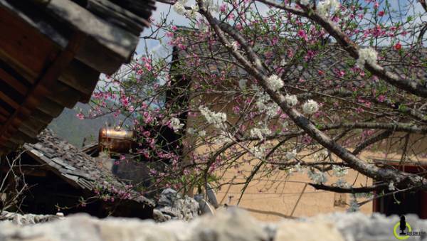 Hoa đào, hoa mận nở bung trên cao nguyên đá Hà Giang 9