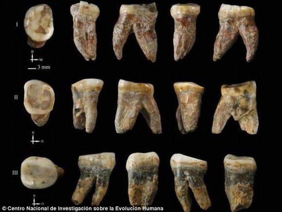 Những hóa thạch cổ nhất của loài người 2