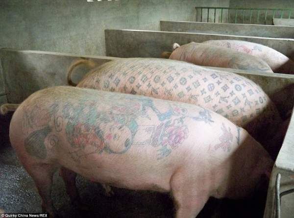 Lợn xăm mình trị giá gần 2 tỷ 3