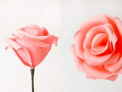 Cách làm hoa hồng bằng giấy khổ lớn để bạn chụp ảnh 11