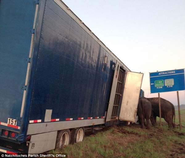 “Hiệp sỹ” voi lấy thân mình đỡ xe tải lật trên đường cao tốc 2