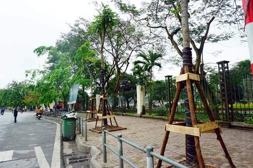 Chặt cây xanh ở Hà Nội: Công an không đề nghị xử lý người phát ngôn 2