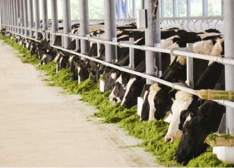Cơ hội mục sở thị trang trại bò sữa xuất sắc nhất Việt Nam 2
