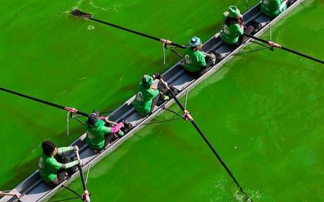 Kì thú mùa lễ “nhuộm xanh” lớn nhất thế giới qua ống kính DHS Việt 2