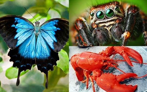 Tôm hùm, bướm và nhện có chung tổ tiên với nhau 3