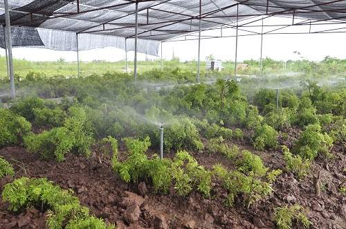 Nỗ lực phát triển bền vững vùng trồng Đinh lăng dược liệu tại Việt Nam 2
