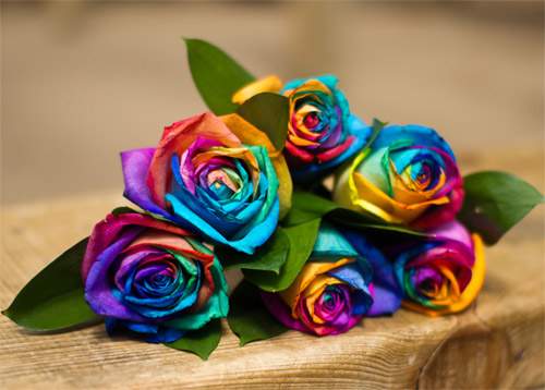 Cách làm hoa hồng bảy sắc cầu vồng tuyệt đẹp 13