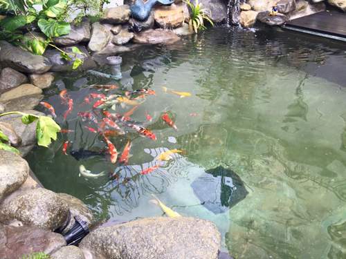 Hồ cá đắt đỏ, sang chảnh của Cao Thái Sơn 6