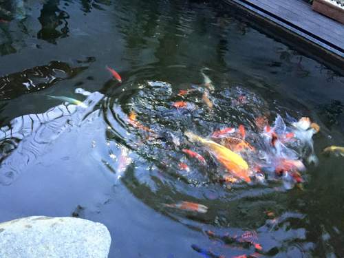 Hồ cá đắt đỏ, sang chảnh của Cao Thái Sơn 4