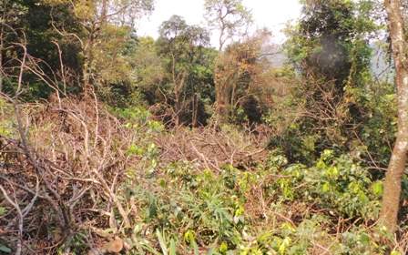 Khu bảo tồn thiên nhiên “chảy máu”: Đề án chặt 100 cây lim xanh? 5