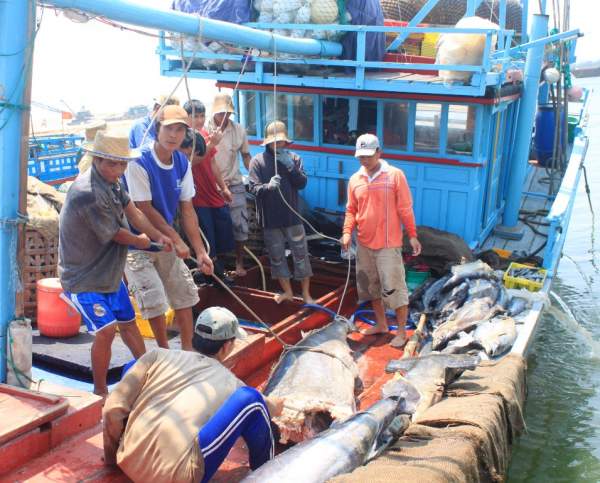 Cá ngừ đại dương trượt giá, ngư dân gặp khó 2