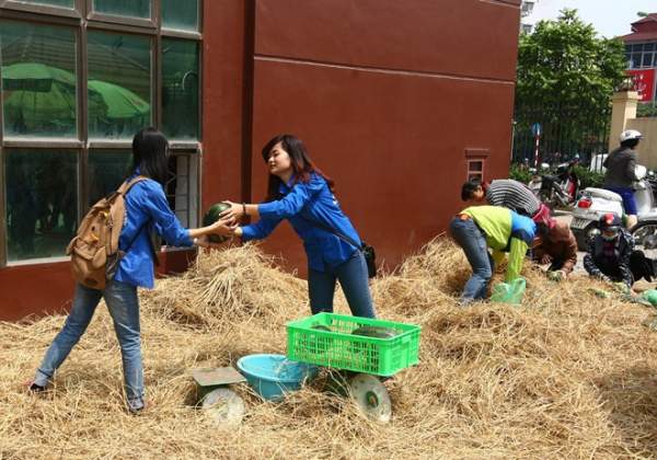 Sinh viên Hà Nội bán dưa hấu 7.000 đồng giúp nông dân 2