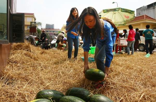 Sinh viên Hà Nội bán dưa hấu 7.000 đồng giúp nông dân 10