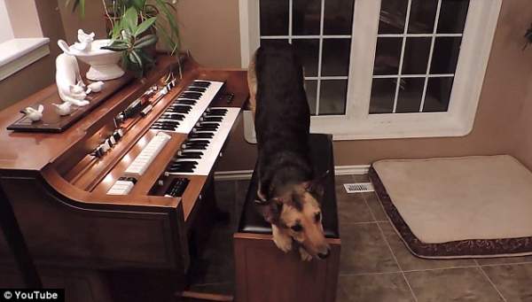 Chó chơi piano sành điệu 2