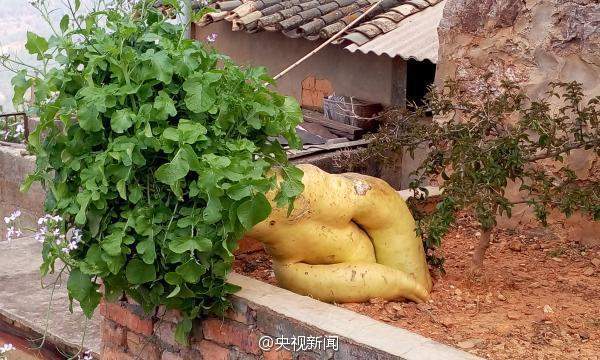 Củ cải khổng lồ nặng hơn 15 kg tại Trung Quốc 2