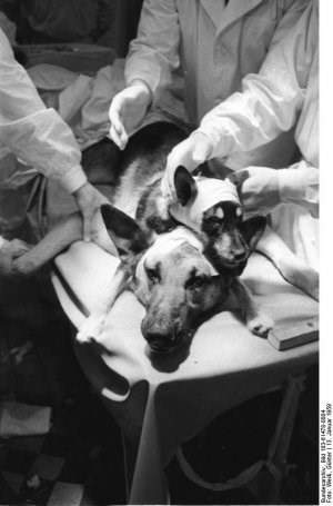 Lộ diện người đầu tiên phẫu thuật ghép đầu trên thế giới 2