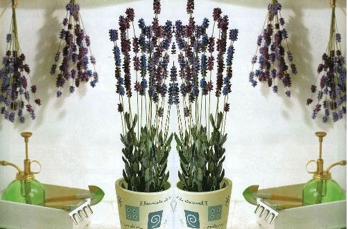 Cách làm hoa lavender bằng giấy đơn giản nhất 12
