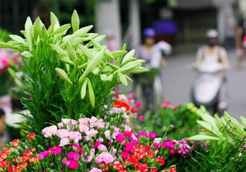 Bí quyết chọn mua và cách giữ hoa loa kèn tươi lâu 11