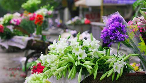 Bí quyết chọn mua và cách giữ hoa loa kèn tươi lâu 10