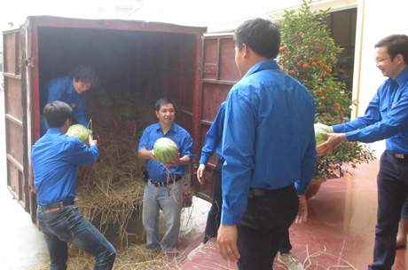 Đoàn viên, thanh niên hồ hởi tiếp sức cho nông dân trồng dưa 2