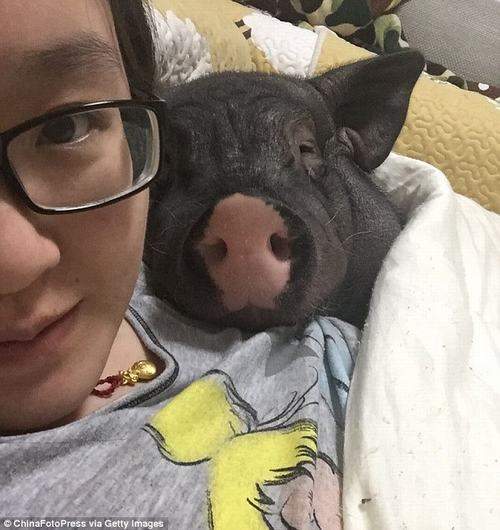 Thiếu nữ Trung Quốc thích ngủ cùng... lợn 5