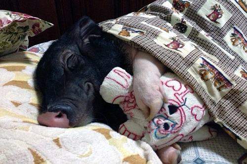 Thiếu nữ Trung Quốc thích ngủ cùng... lợn 3