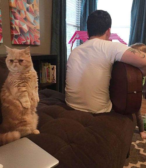 Kỳ lạ: Chú mèo ú chỉ thích đứng bằng 2 chân 6